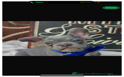 French Bulldog dogs for sale: 2 gorgeous French bulldogs ready to leave!  - Image 5