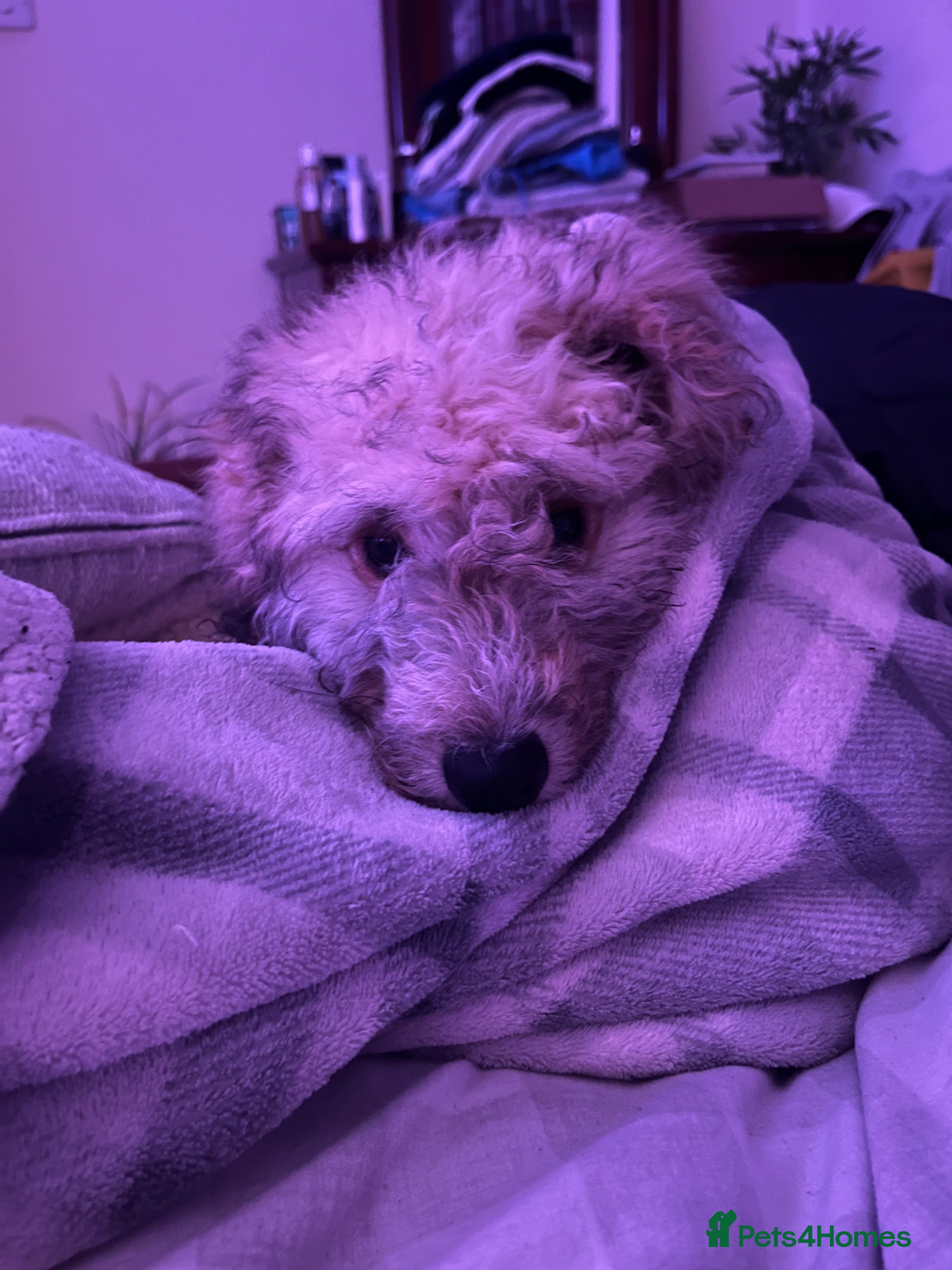 Cockapoo dogs Adorable 4-Month-Old Male Cockapoo for Sale 🐶 - Advert 3