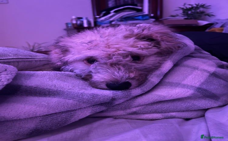 Cockapoo dogs - Advert 9