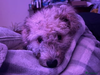 Cockapoo dogs Adorable 4-Month-Old Male Cockapoo for Sale 🐶 - Advert 9