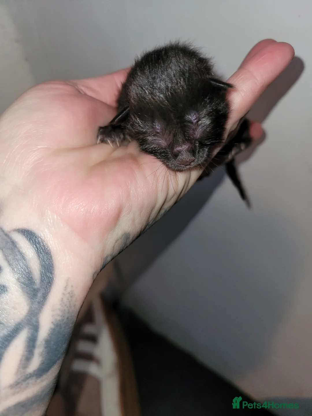 Turkish Angora cats for sale: Turkish angora kittens 2left 1x boy 1x girl - Advert 5