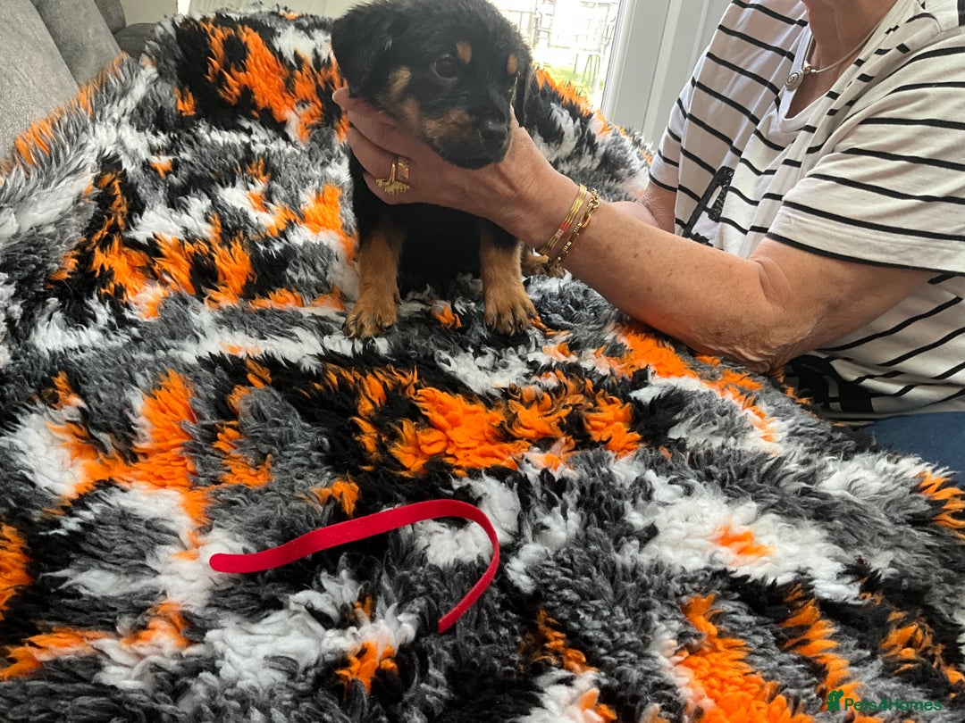 Rottweiler dogs for sale: ROTTWIELER PUPPIES - Image 8