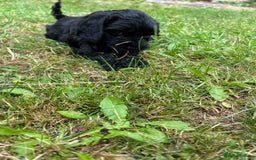Cockapoo dogs for sale: Cockapoo pups - Image 37