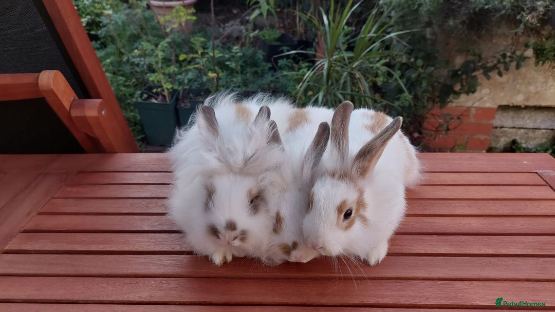 Mixed Breed rabbits for sale: Very pretty soft fluffy bunnies - Image 12