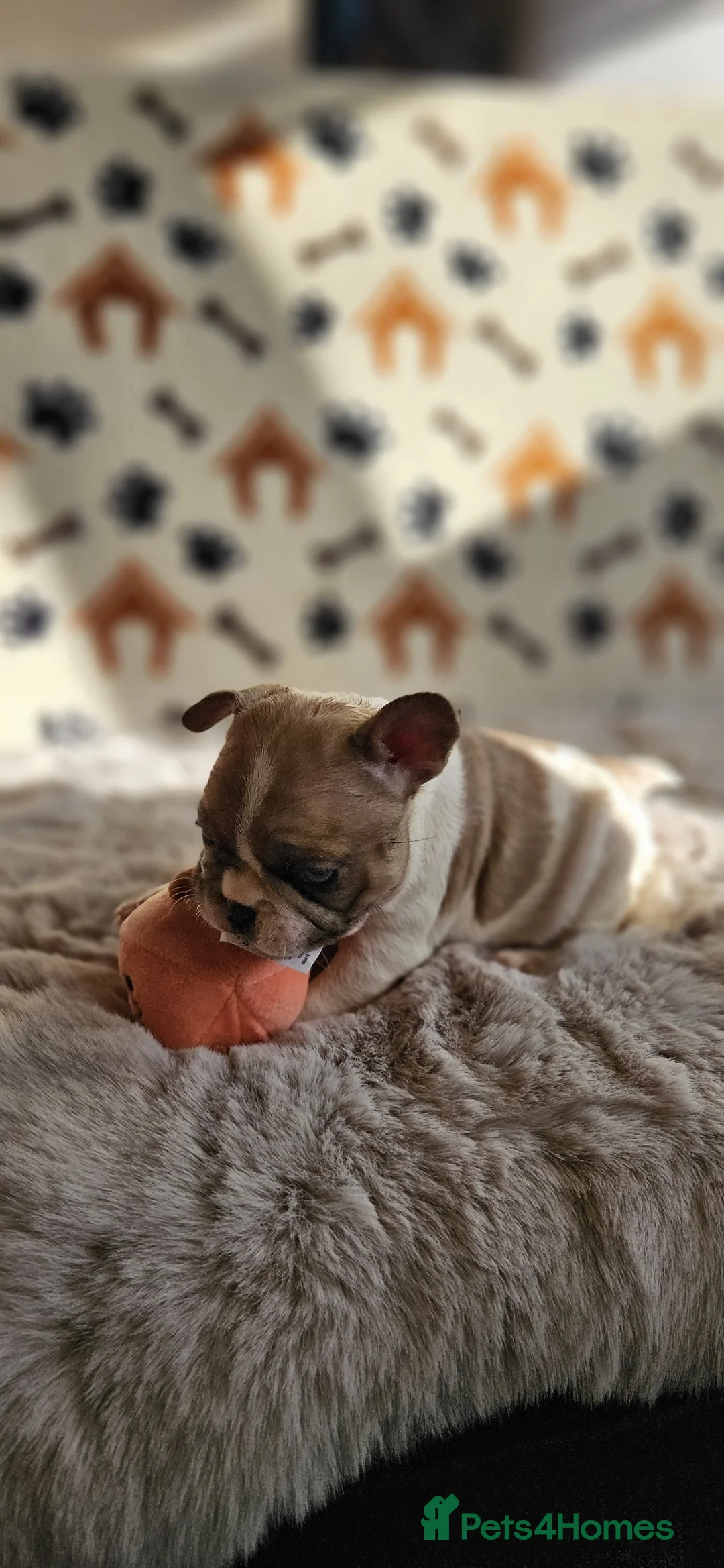 French Bulldog dogs for sale: Splendid French Bulldog Puppies For Sale - Advert 8