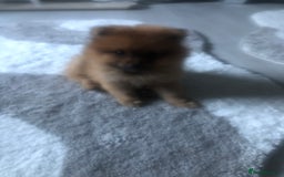 Pomeranian dogs for sale: Pomeranian 2girl2 boys  - Image 9