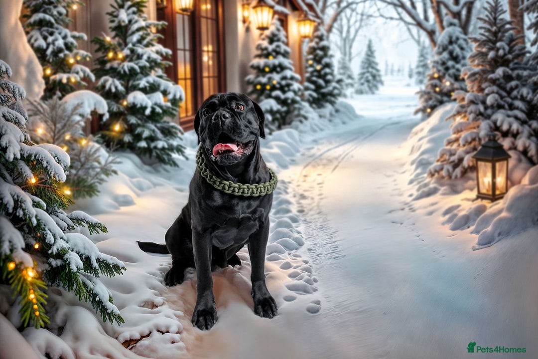 Cane Corso dogs for stud: Cane corso Rico Thor ready to stud in Bedford - Image 4