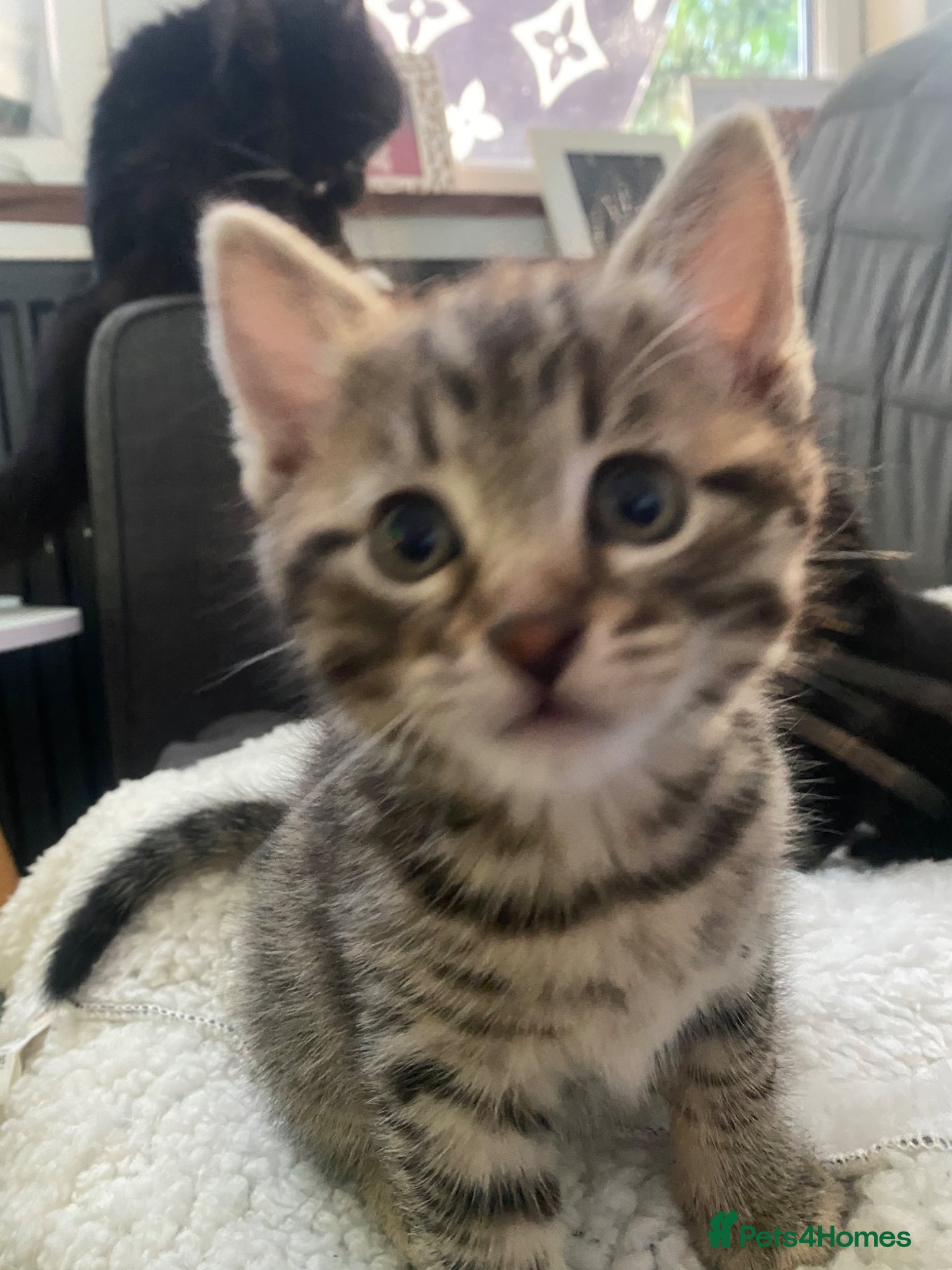 Bengal cats Baby Bengals READY NOW  - Advert 1