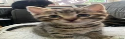 Bengal cats for sale: Baby Bengals READY NOW  - Advert 4