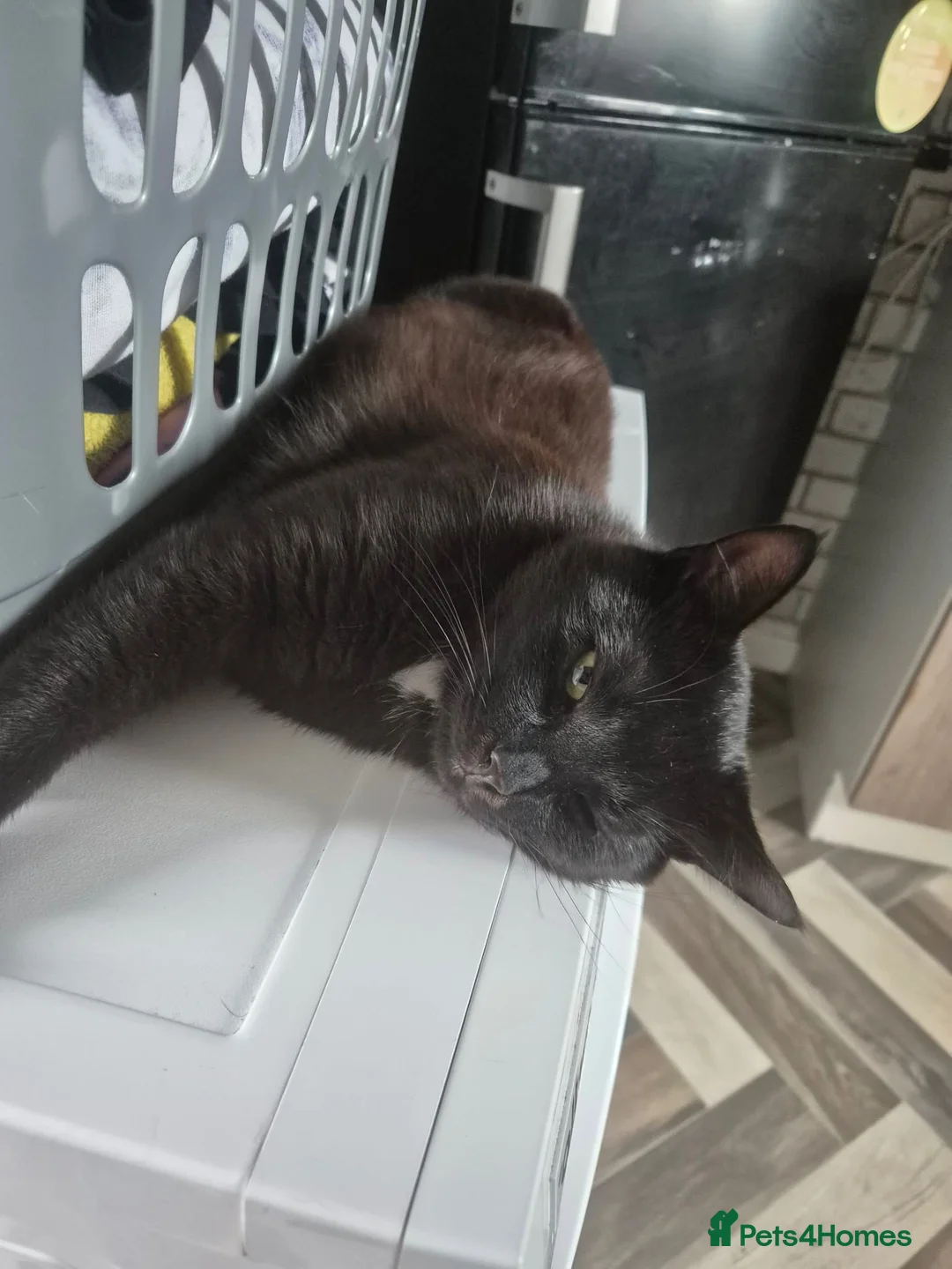 Mixed Breed cats for sale: FREE 2 cats for rehoming  - Advert 4