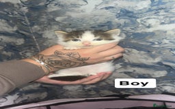 British Longhair cats for sale: Kittens for sale  - Image 2
