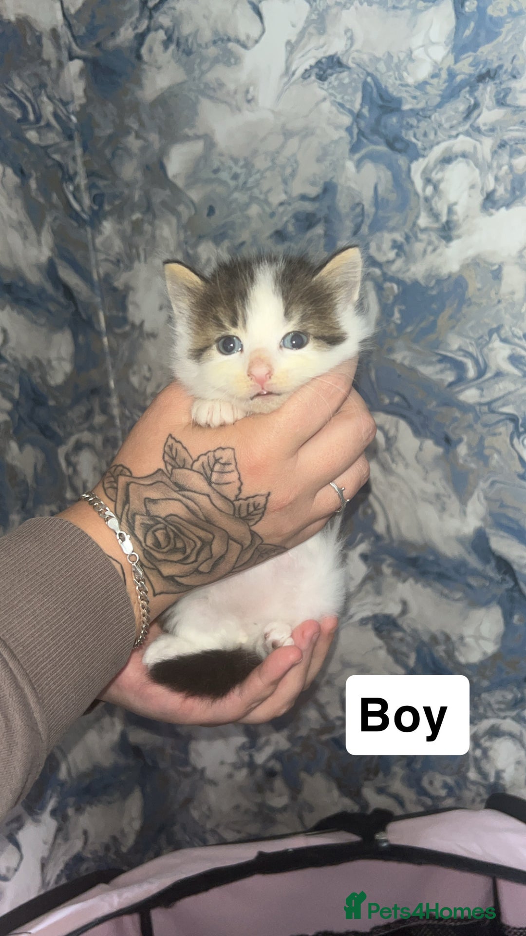 British Longhair cats for sale: Kittens for sale  - Image 2