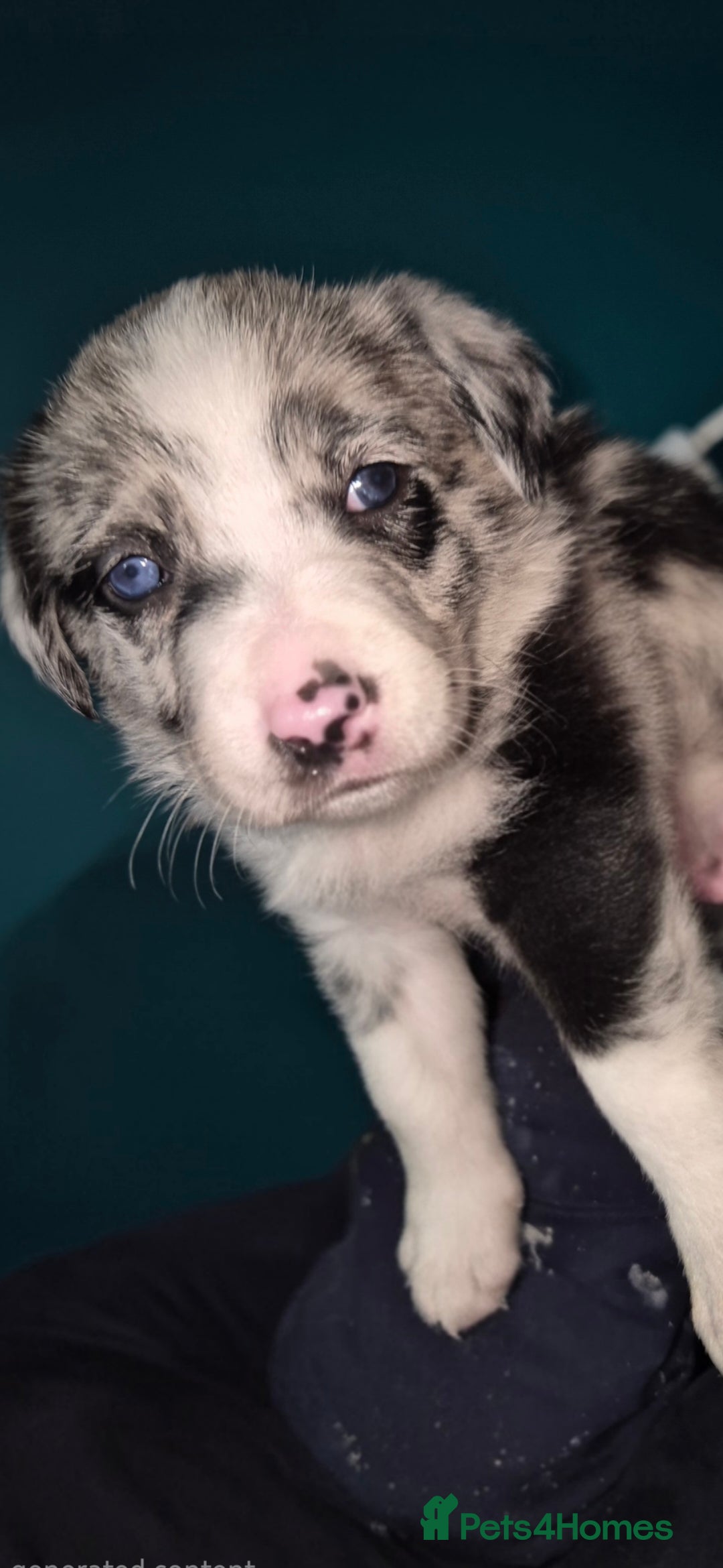 Border Collie dogs for sale: Border collie blue merle puppies  - Advert 2