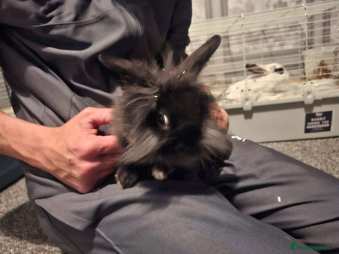 Lionhead rabbits for sale: 2 lion head rabbits for sale  in Willenhall - Advert 1