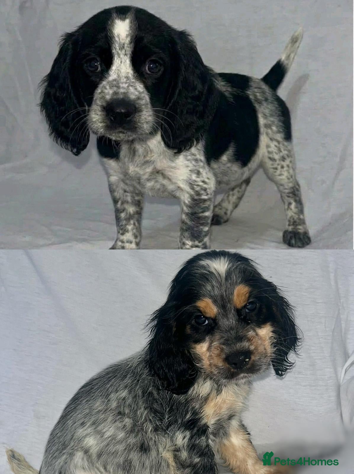 Cocker Spaniel dogs Cocker Spaniel Puppies  - Advert 2