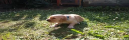 Golden Retriever dogs for sale: Litter of Golden Retriver puppies in Peterborough - Advert 7