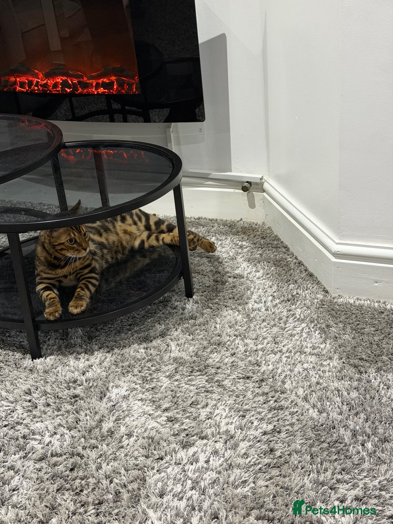 Bengal cats Bengal Cat Loving, Fully Trained & equipped - Advert 2