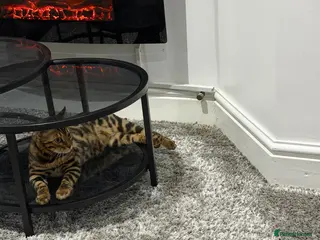 Bengal cats Bengal Cat Loving, Fully Trained & equipped - Advert 2