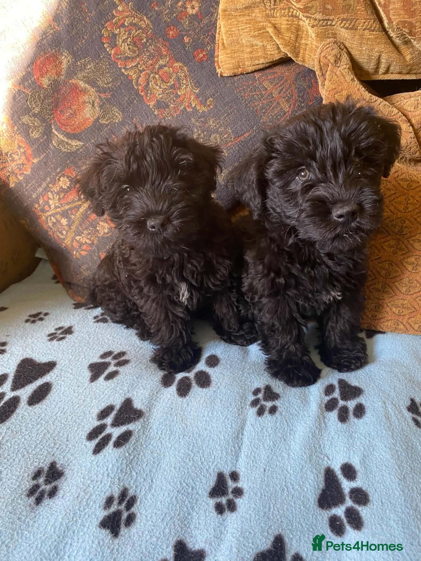 Mixed Breed dogs Bedlington x Cairn Terrier - Advert 2