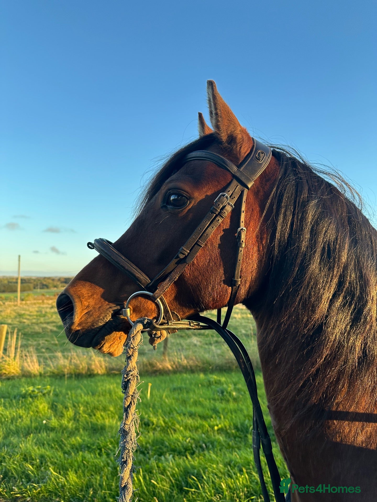 Other Breed horses for sale: Welsh x Hanovarian for sale   - Advert 1
