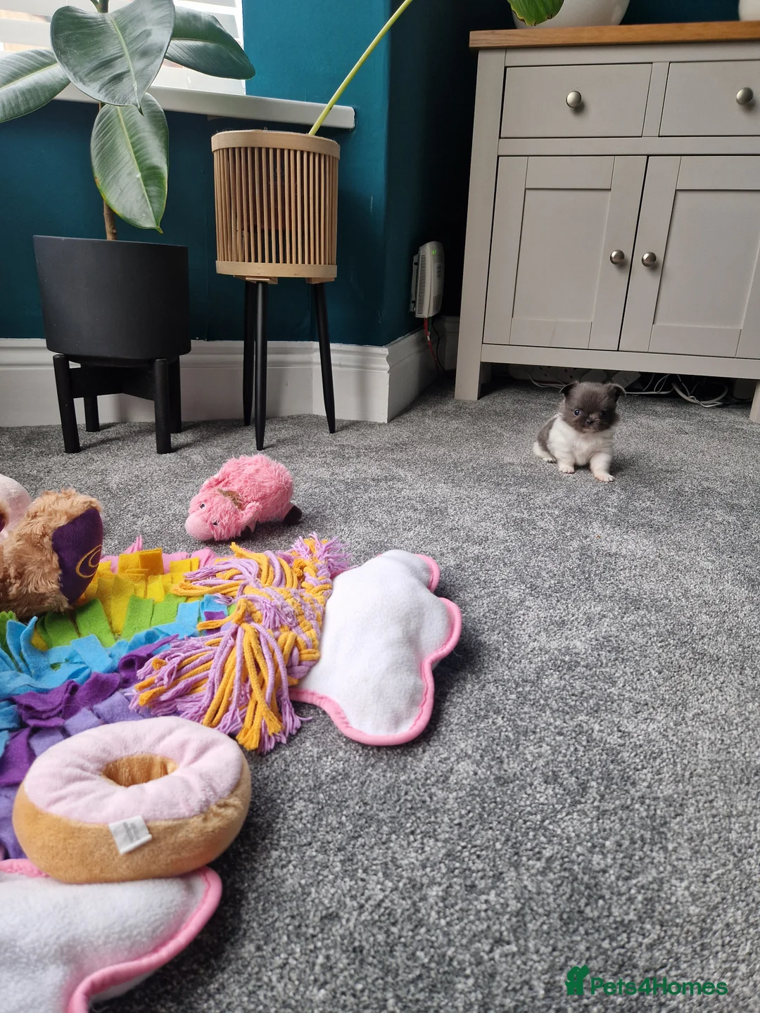 Chihuahua dogs for sale: KC registered chihuahua, female lilac & white - Advert 2