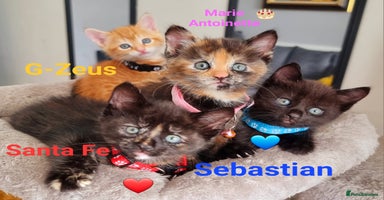 Mixed Breed cats - Advert 9