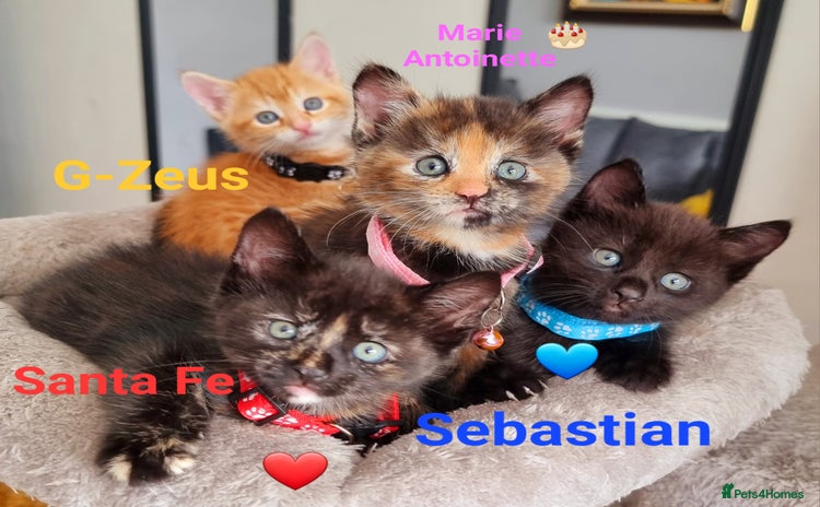Mixed Breed cats - Advert 11