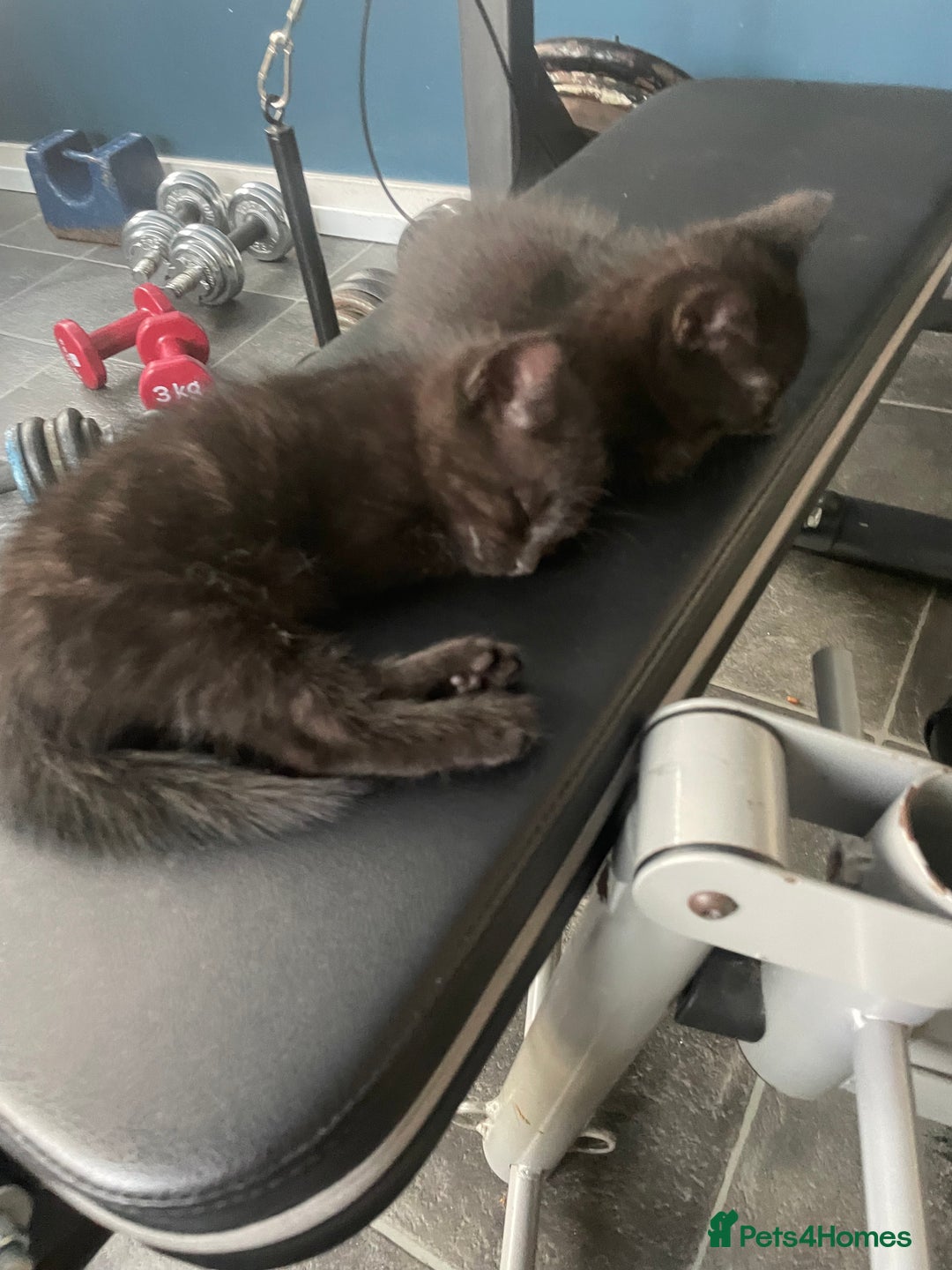 Mixed Breed cats for sale: 4 beautiful kittens ready to leave now - Image 5