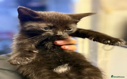 Mixed Breed cats for sale: THREE BLACK KITTENS AVAILABLE  - Image 13