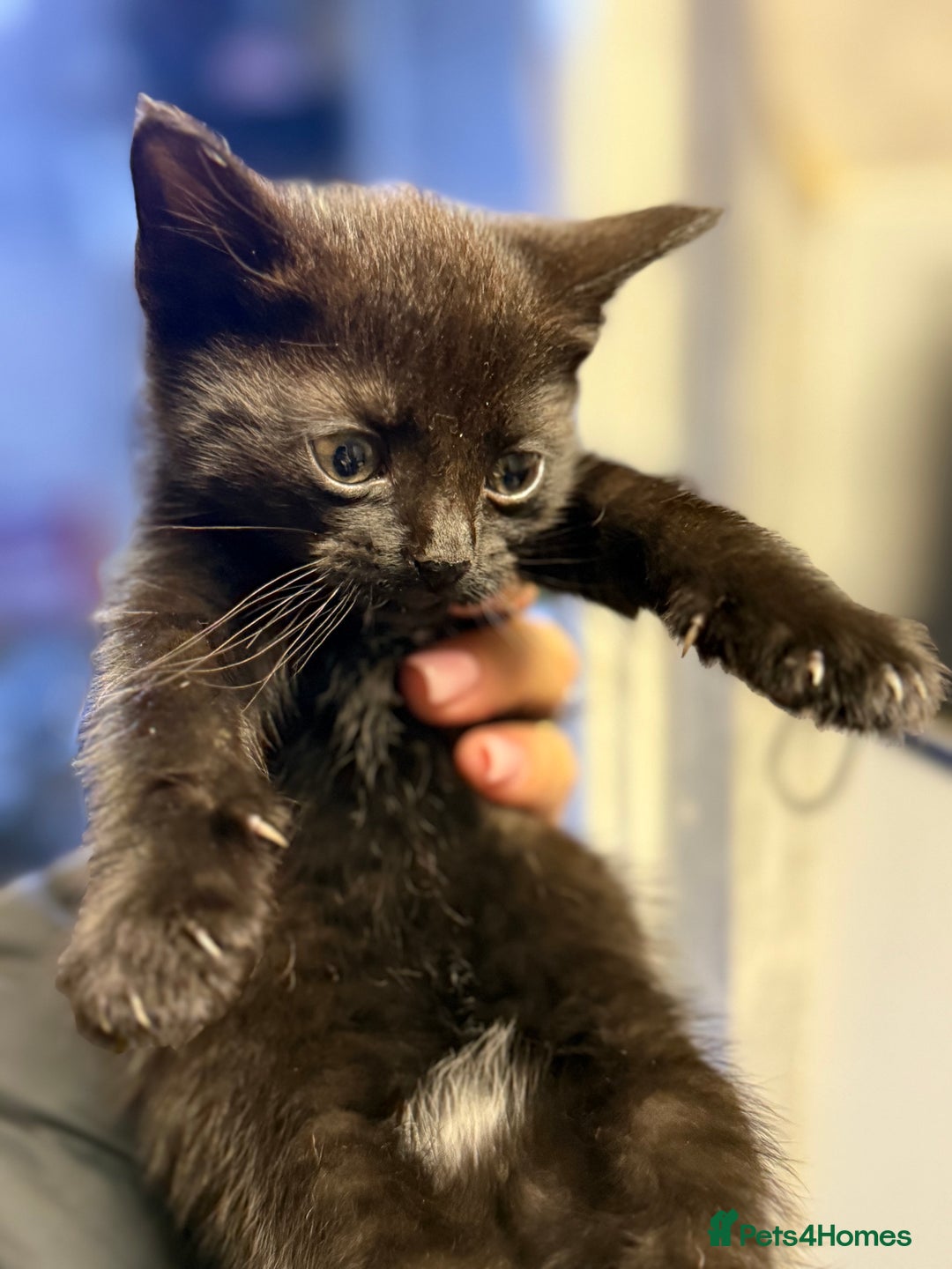 Mixed Breed cats for sale: THREE BLACK KITTENS AVAILABLE  - Image 13