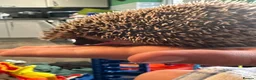 Pygmy Hedgehog rodents for sale: Pygmy hedgehog and entire setup in Keighley - Advert 4