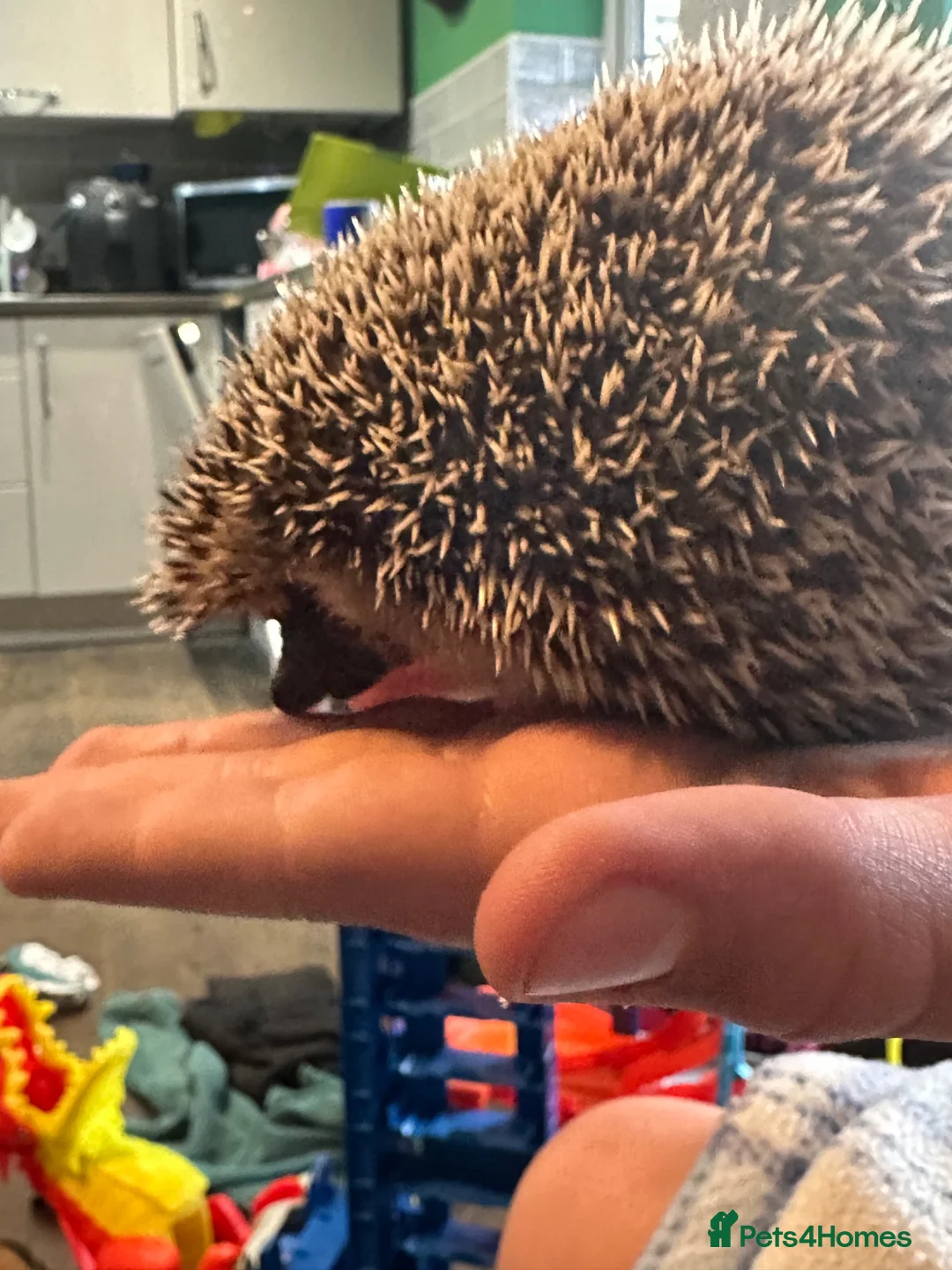 Pygmy Hedgehog rodents for sale: Pygmy hedgehog and entire setup in Keighley - Advert 4
