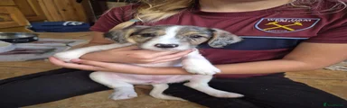 Jackshund 2