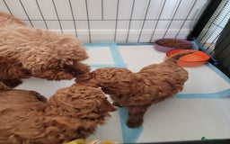 Miniature Poodle dogs for sale: Miniature Red Poodle KC Reg Full Pedigree - Image 24