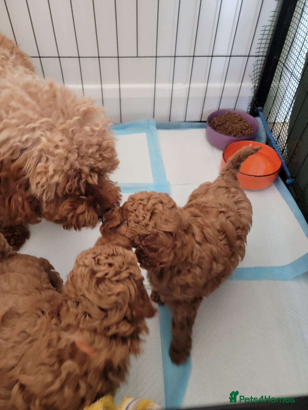 Miniature Poodle dogs for sale: Miniature Red Poodle KC Reg Full Pedigree - Image 24
