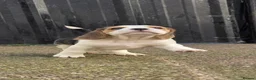 Beagle dogs for sale: 🐾Beautiful Beagle Puppies For Sale!🐶💕 - Advert 11