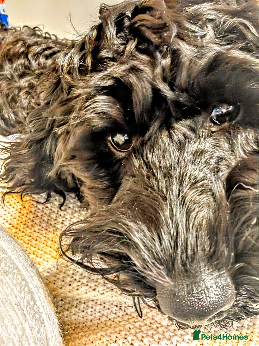 Cockapoo dogs for sale: TRAINED PUPPY - Cockapoo - essential training in Port Talbot - Image 4