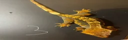 Gecko reptiles for sale: 3 stunning crested geckos from 3 months old in Nottingham - Advert 9