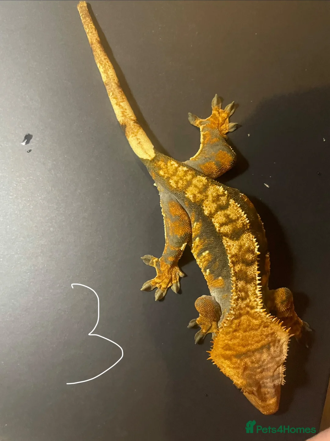 Gecko reptiles for sale: 3 stunning crested geckos from 3 months old in Nottingham - Advert 9