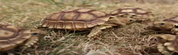 Tortoise reptiles for sale: Baby Sulcata Hatchlings & Set Ups!! - Advert 11