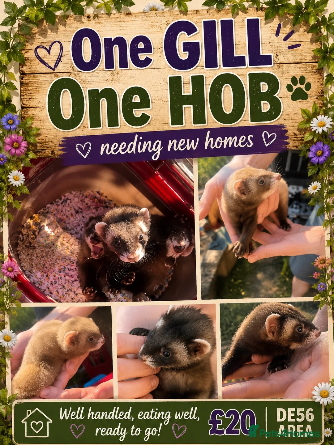 Ferret rodents for sale: One hob one gill 8 weeks old  - Advert 1
