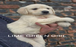 Golden Retriever dogs for sale: KC GOLDEN RETRIEVER PUPPIES HEALTH TESTED PARENTS  - Image 16