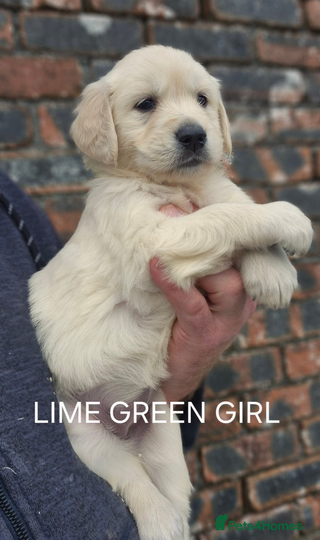 Golden Retriever dogs for sale: KC GOLDEN RETRIEVER PUPPIES HEALTH TESTED PARENTS  - Image 16