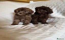 Shihpoo dogs for sale: Shipoos  - Image 11