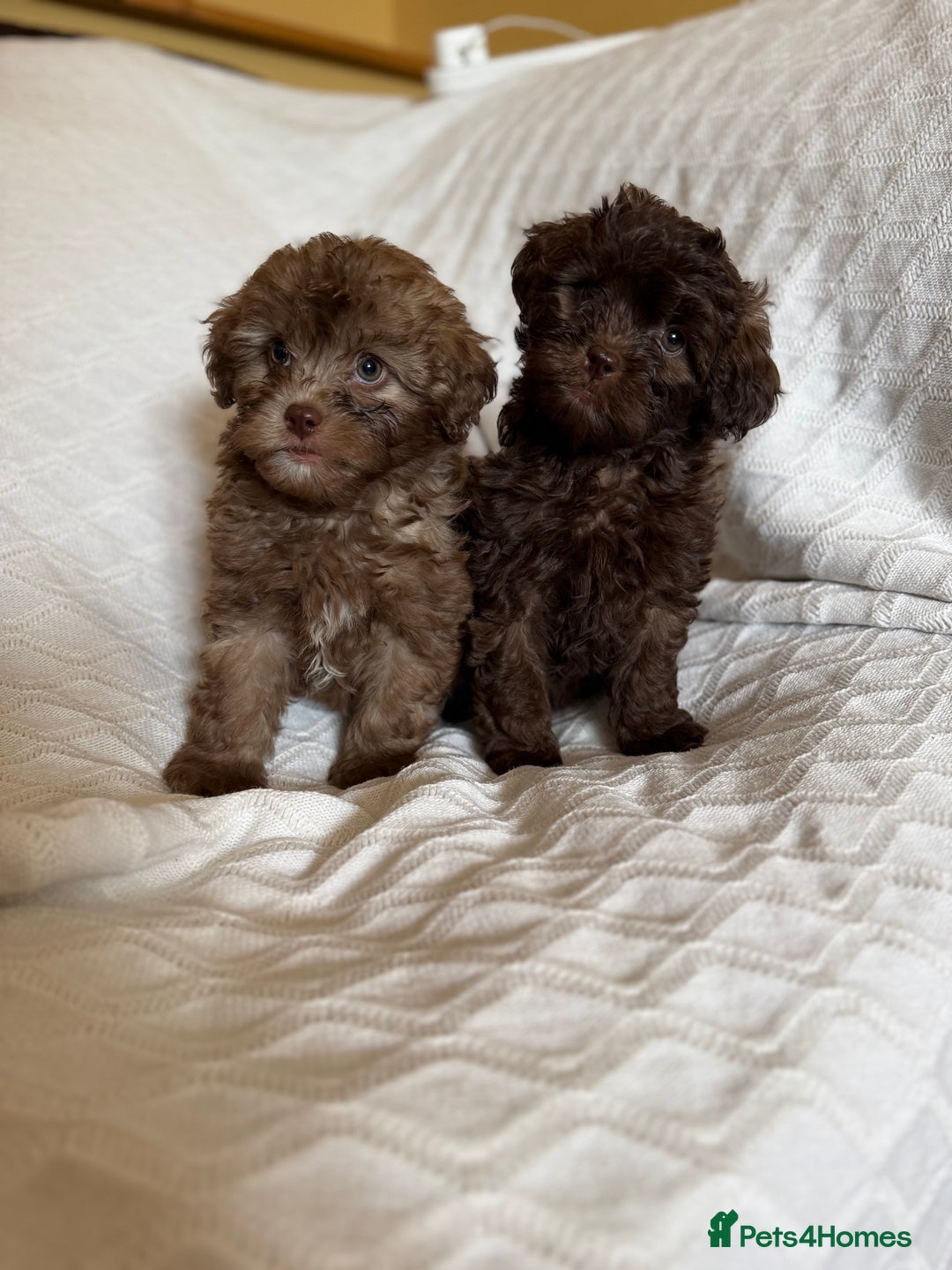 Shihpoo dogs for sale: Shipoos  - Image 11
