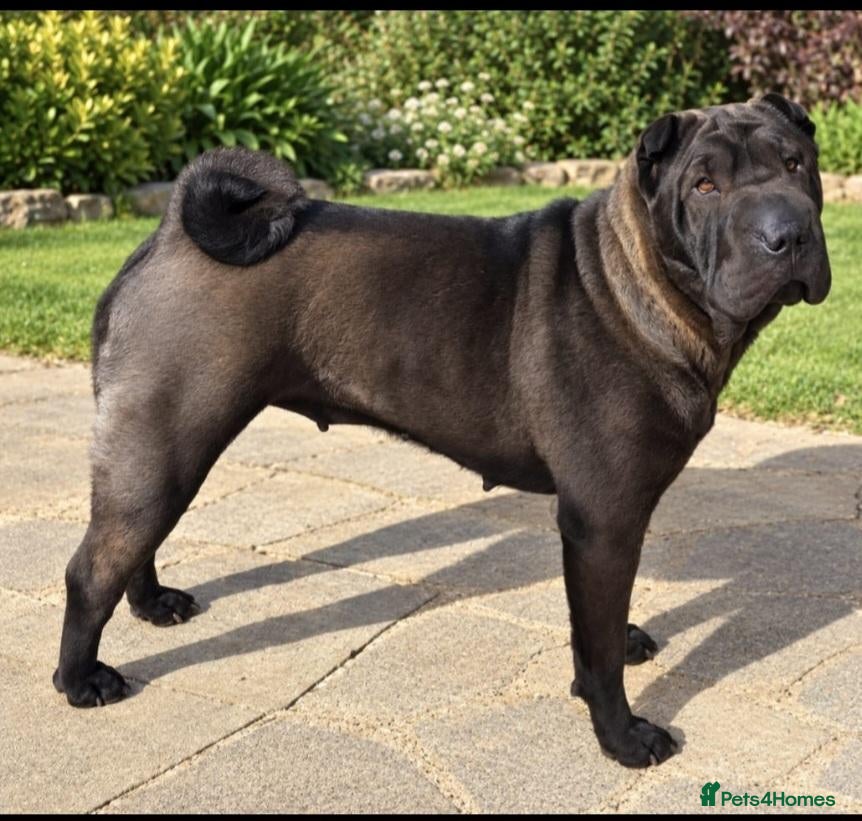 Shar Pei dogs Shar pei - Advert 6