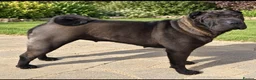 Shar Pei dogs for sale: Shar pei in Corby - Advert 1