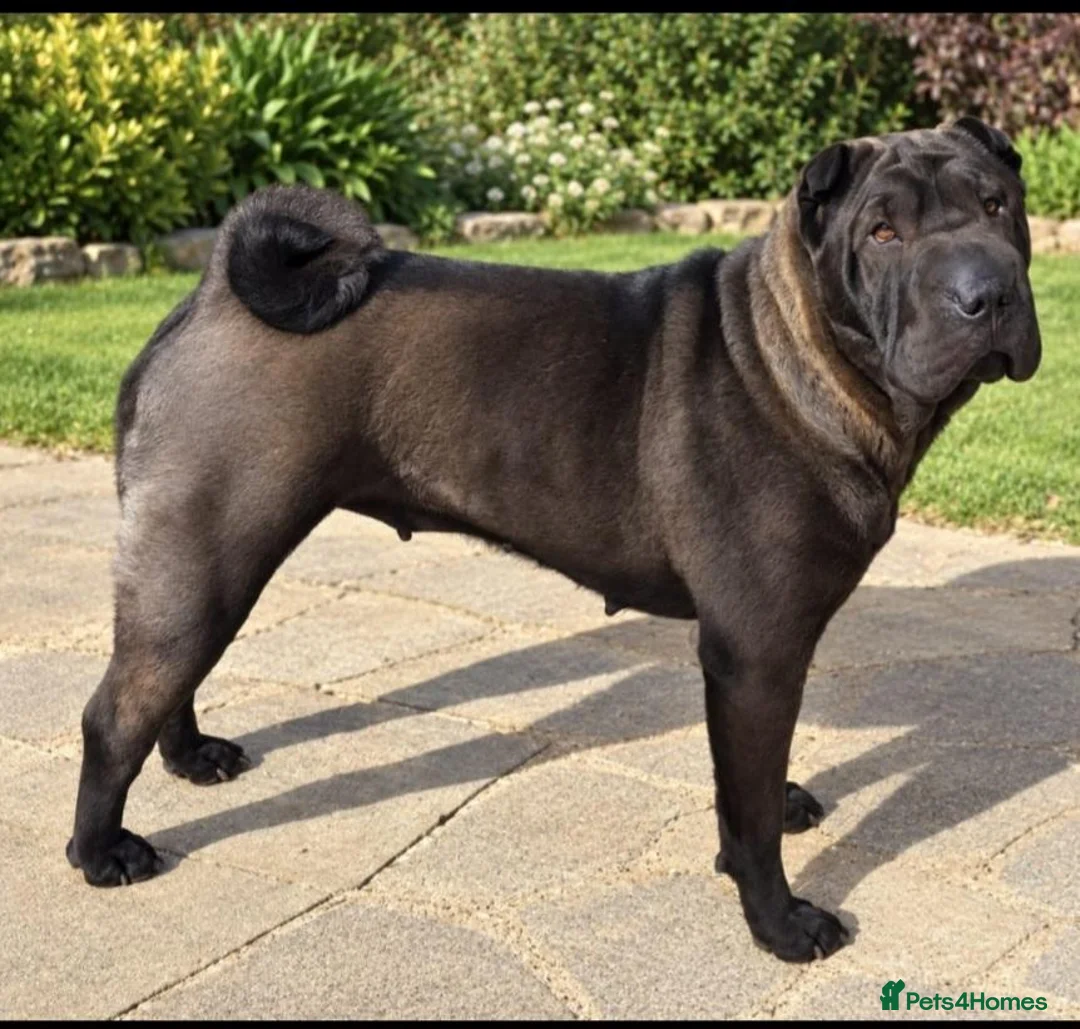 Shar Pei dogs for sale: Shar pei in Corby - Advert 1