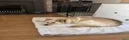 German Shepherd dogs for sale: Apricot/Cream GSD FEMALE  - Advert 21