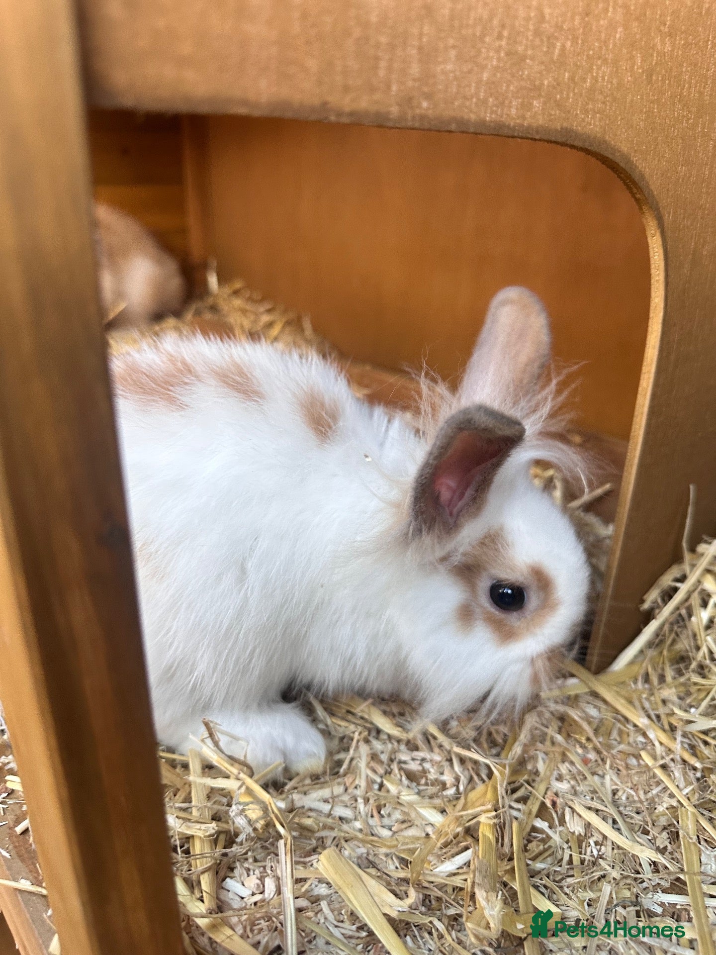 Lionhead rabbits 10-Week-Old Lionhead Rabbits – 4 Girls - Advert 2